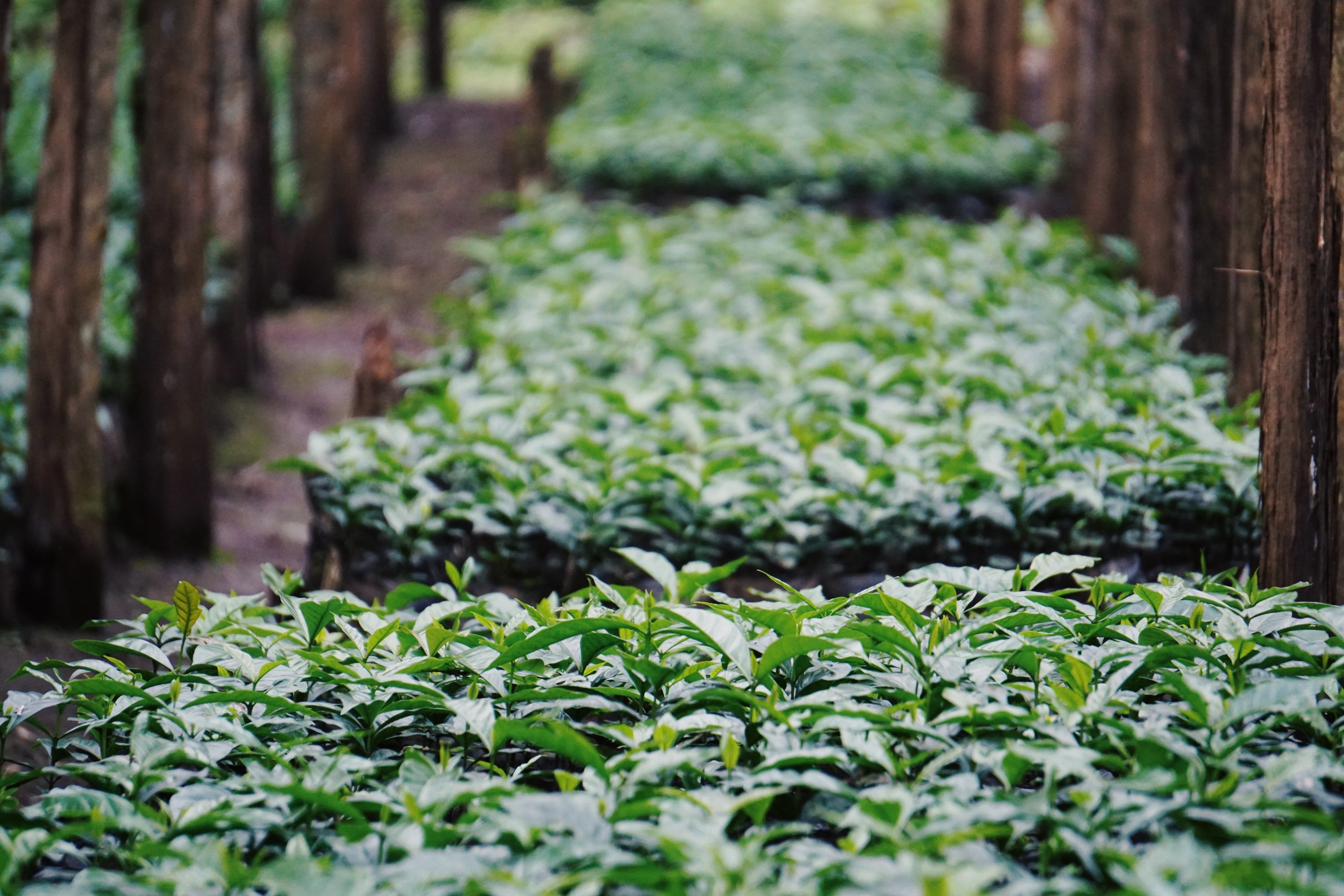 Seedling Propagation