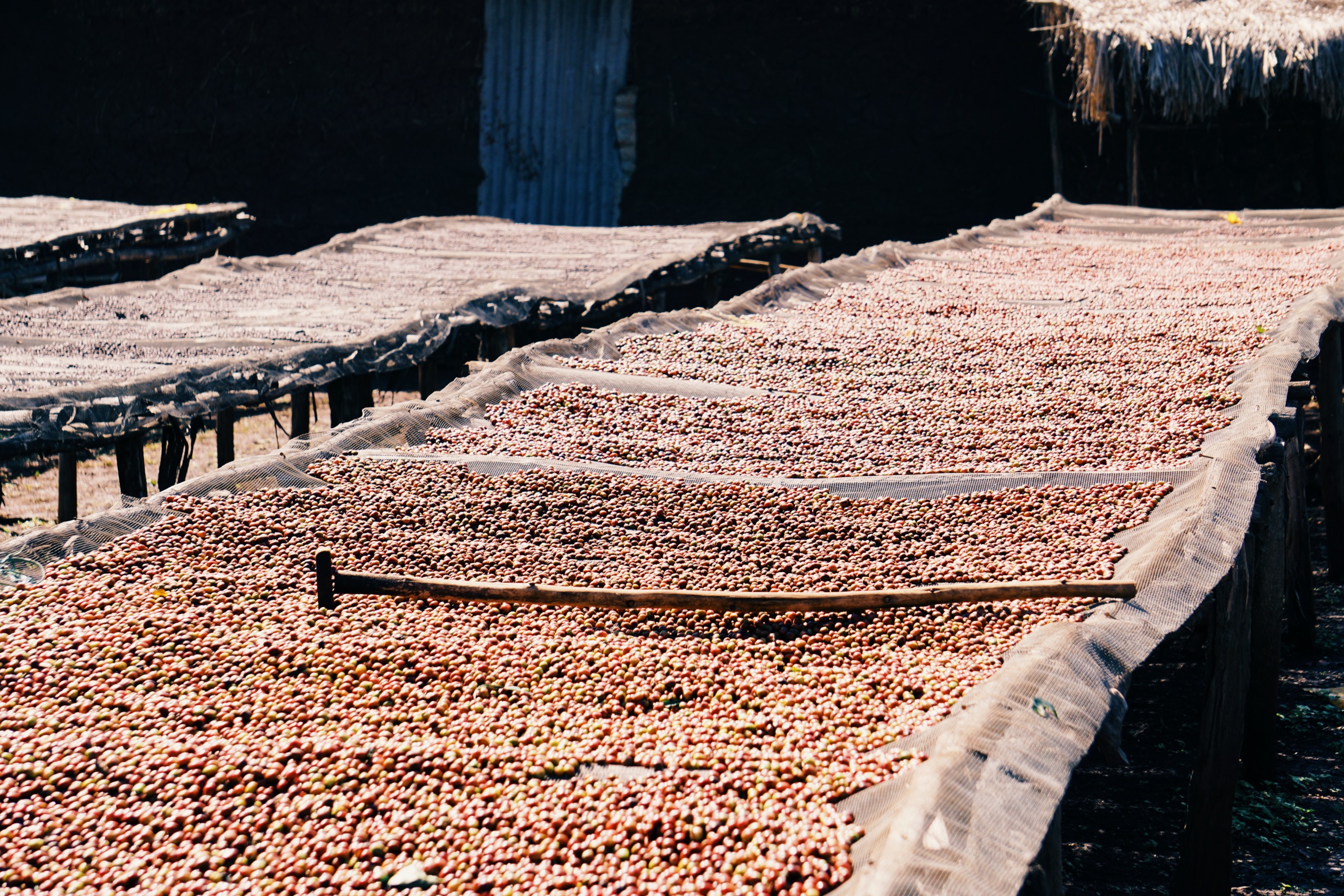 Cherry Processing